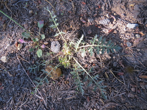 Image of Pedicularis semibarbata by (c) Garth Harwood, some rights reserved (CC BY)