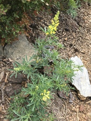 Lupinus croceus