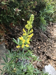 Lupinus croceus