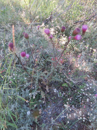 Image of Cirsium andersonii by (c) Garth Harwood, some rights reserved (CC BY)