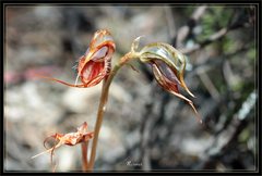 Pterostylis maxima