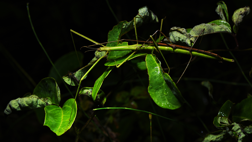 Lopaphus unidentatus