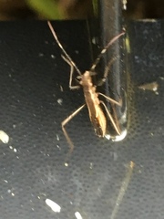 Micrelytra fossularum