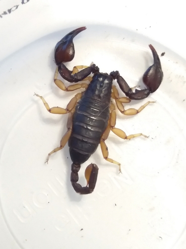 European Yellow-tailed Scorpion