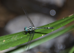 Neodythemis arnoulti