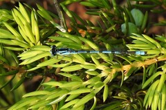 Enallagma annexum
