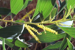 Acacia holosericea
