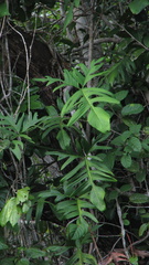 Philodendron pedatum