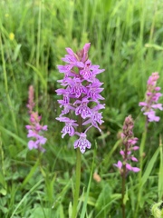 Dactylorhiza maculata