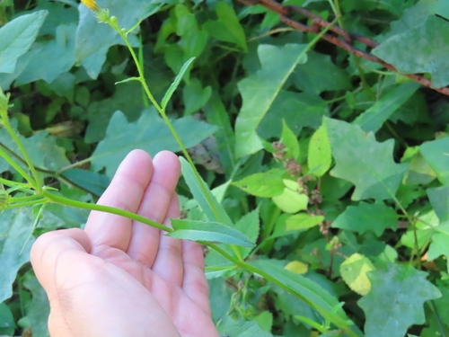 Image of Picris japonica by (c) mami_t_t, some rights reserved (CC BY)
