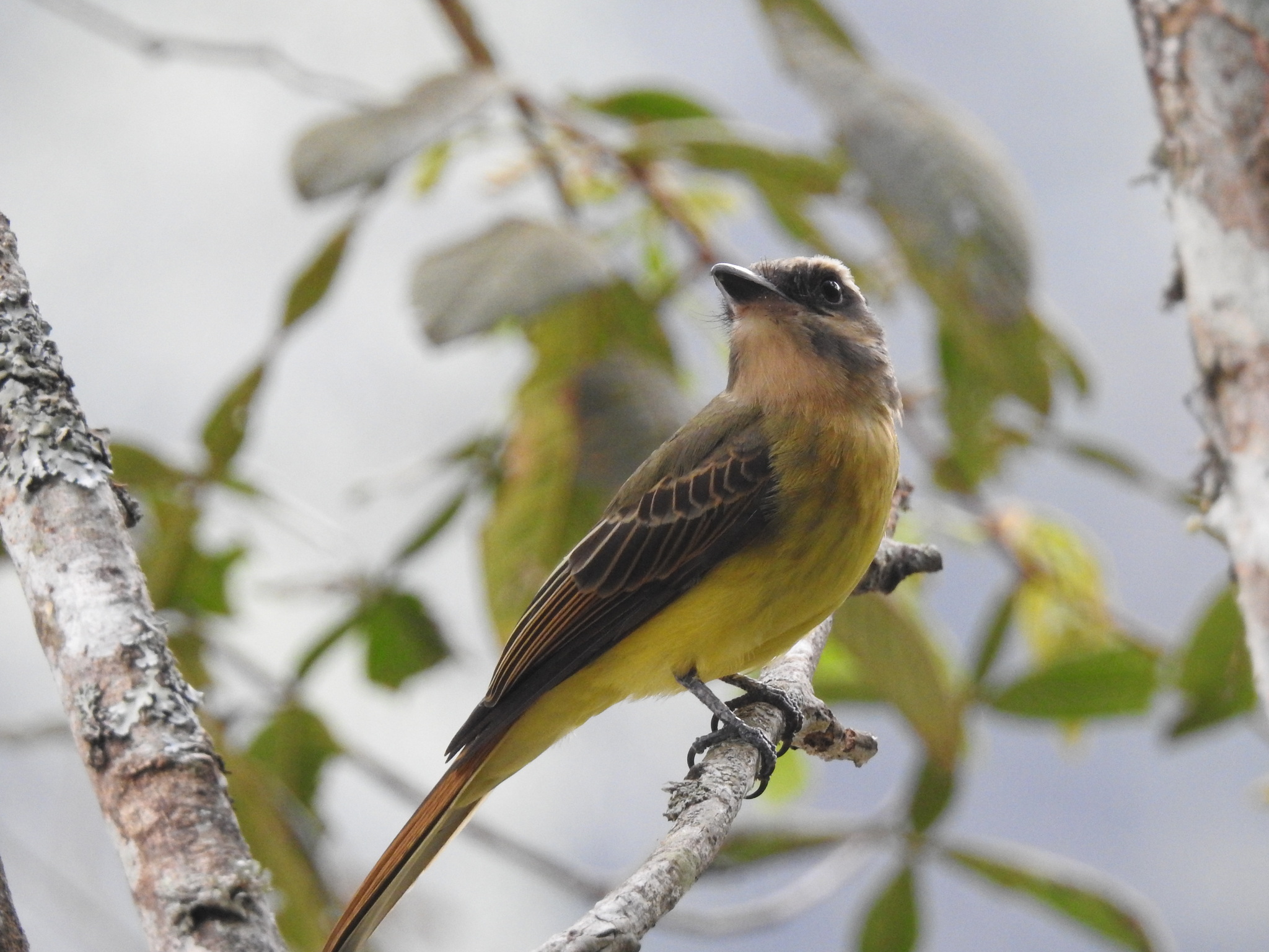 Golden-crowned Flycatcher (Myiodynastes chrysocephalus), photo 10