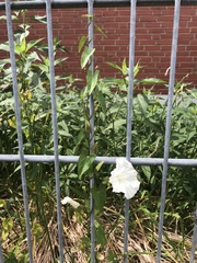 Calystegia sepium