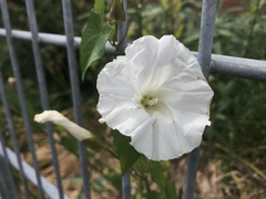 Calystegia sepium