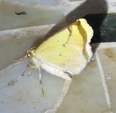 Antepione thisoaria