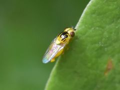 Chlorops