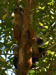 Eulemur macaco