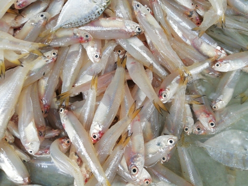 Stolephorus indicus