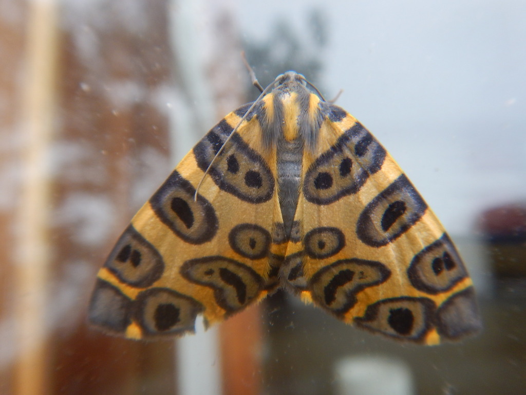 Blotched Leopard Moth