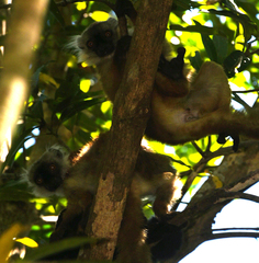 Eulemur macaco