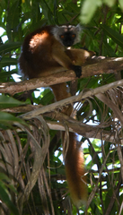 Eulemur macaco