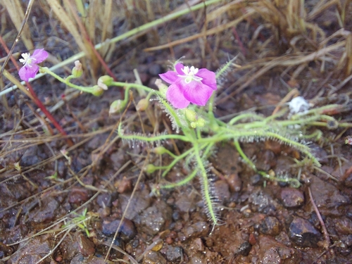 Image of Drosera indica by (c) Ramesh Shenai Jr., some rights reserved (CC BY)