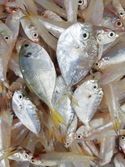 Leiognathidae