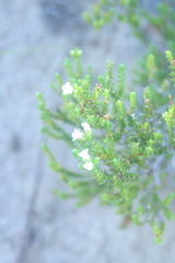 Euchaetis
