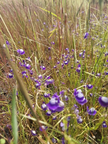 Image of Utricularia reticulata by (c) Ramesh Shenai Jr., some rights reserved (CC BY)