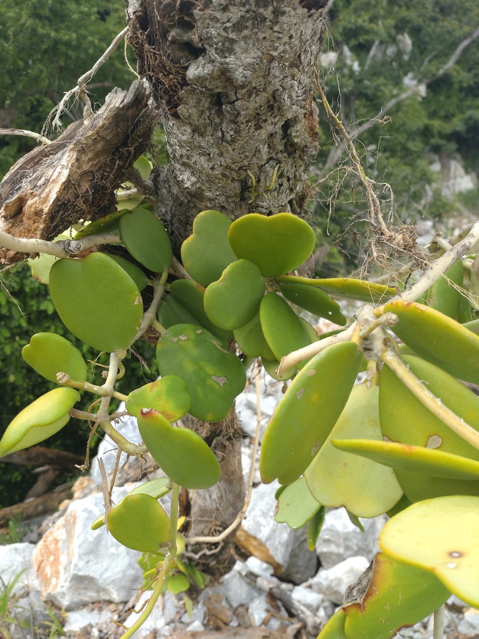 Hoya Kerrii (Hoya kerrii)