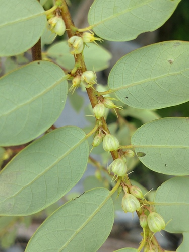 Phyllanthus mirabilis, photograph 3