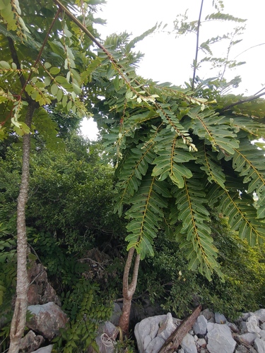 Phyllanthus mirabilis, photograph 5