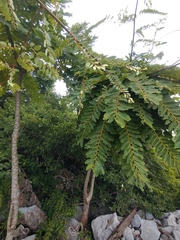 Phyllanthus mirabilis, photograph (c) Utain Pummarin, some rights reserved (CC BY)