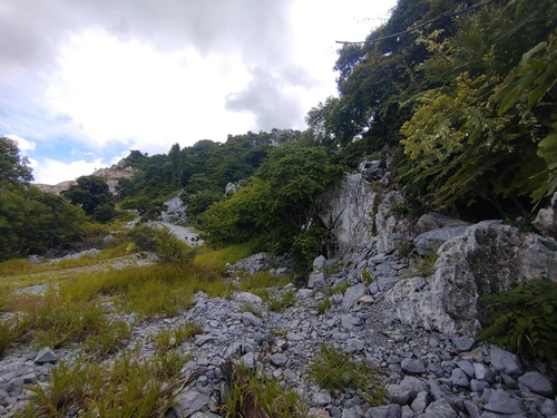 Phyllanthus mirabilis, photograph 4