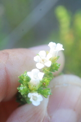 Euchaetis