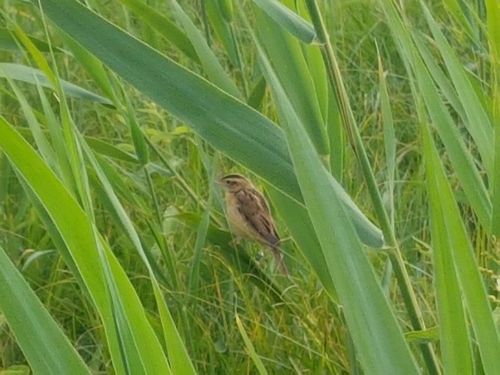 Acrocephalus paludicola