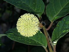 Copestylum vesicularium