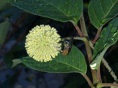 Copestylum vesicularium