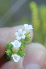 Euchaetis