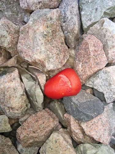 Syzygium claviflorum observed 2024-10-22