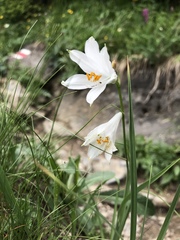 Paradisea liliastrum