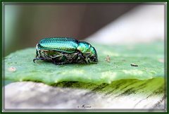Diphucephala elegans