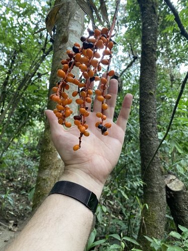 Image of Chamaedorea pinnatifrons by (c) Leonel Roget, some rights reserved (CC BY)