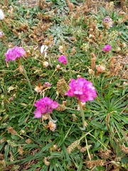 Armeria maritima