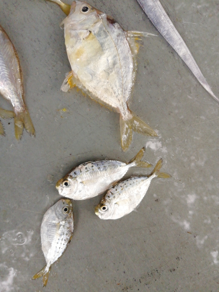 Pugnose ponyfish (Secutor insidiator) — Leiognathidae