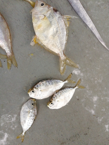Pugnose ponyfish (Secutor insidiator) — Leiognathidae