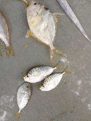 Leiognathidae