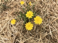 Crepis capillaris