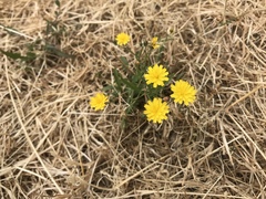 Crepis capillaris