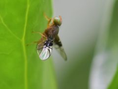 Anomoia purmunda