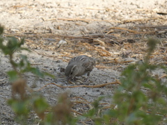 Passer domesticus